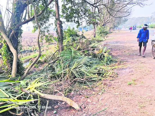 పవన్‌ సభ కోసం.. పచ్చని చెట్లపై వేటు