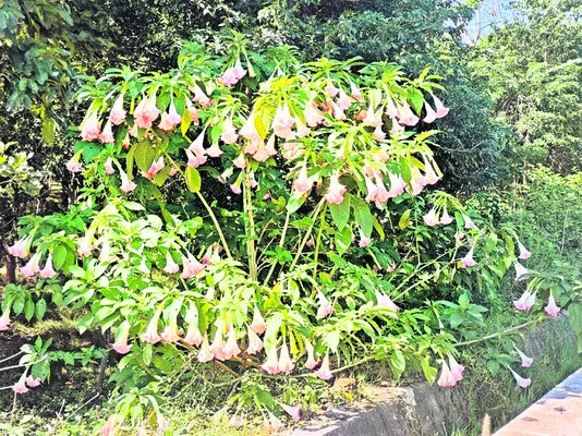 ● అబ్బురం..పూల వికాసం 