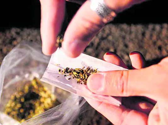 బోయనపల్లెను వీడని గంజాయి వాసన! 