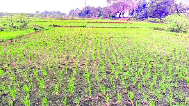 పట్టా భూమిగా మార్చి.. ఏమార్చి!