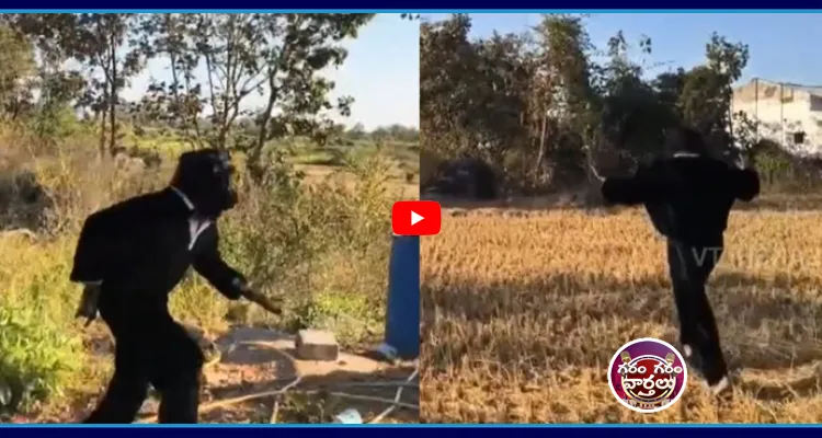 కోతుల కోసం చింపాంజీ ఐడియా