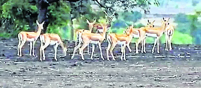 జింకలతో పంటలకు నష్టం 