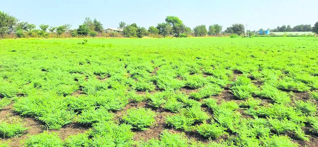 విస్తారంగా శనగ.. 