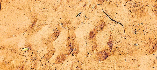 బుగ్గగూడం శివారులో పులి సంచారం 