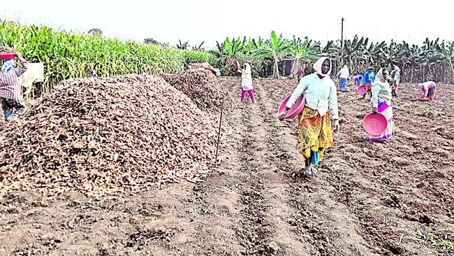 గుంటూరు జిల్లా పసుపు రైతులకు దక్కిన భరోసా