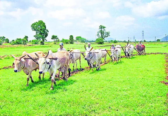 యాసంగి ప్రణాళిక ఖరారు