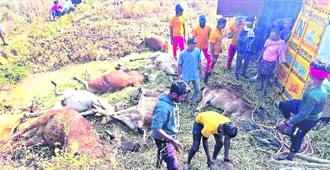 పశువుల కంటైనర్‌ బోల్తా 