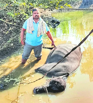 విద్యుదాఘాతంతో పాడి గేదె మృతి