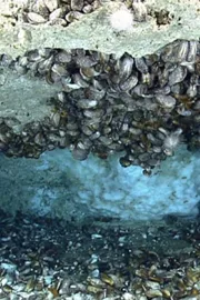How To Extract Methane Hydrate in Ocean Know The Benefits Here
