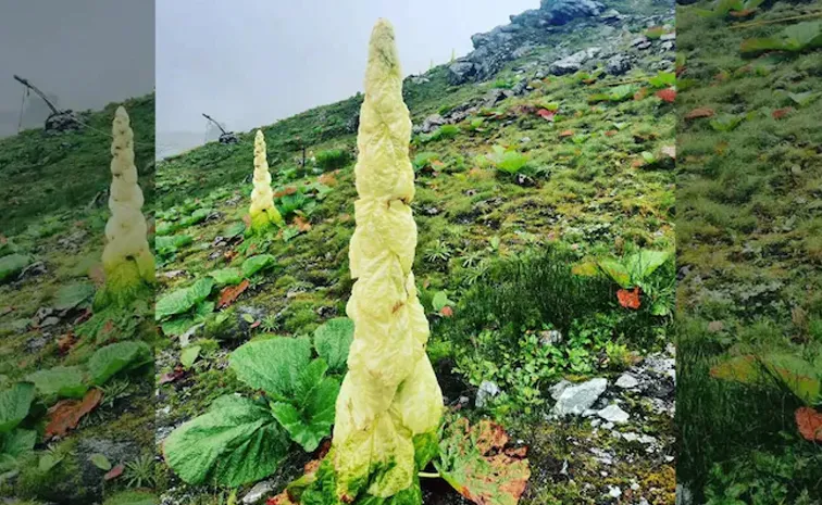 ‘సిక్కిం సుందరి’పై ఆనంద్‌ మహీంద్ర ప్రేమ, వైరల్‌ వీడియో 