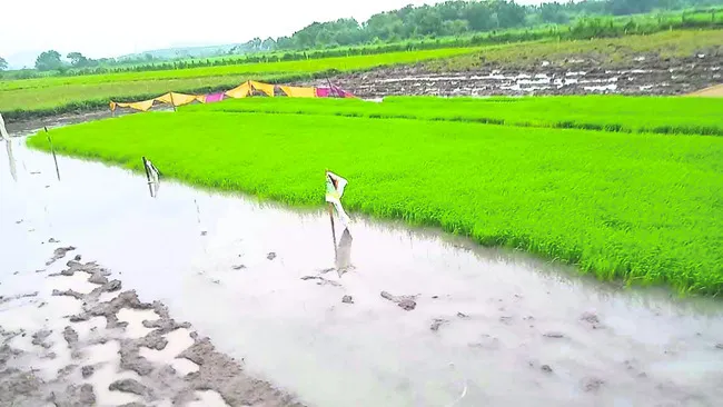 నారుమడులపై చలిప్రభావం 