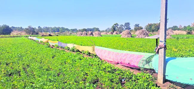 పంటల రక్షణ కోసం పాత చీరలు 