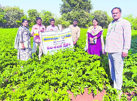 ‘ఆలు’ పంటకు సస్యరక్షణ అవసరం