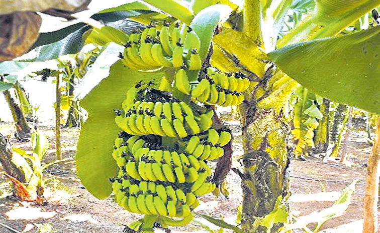 Sagubadi: BARC and NRCB releases new Kaveri Vaaman banana variety