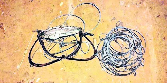 నల్లమలలో పులి భద్రమేనా?