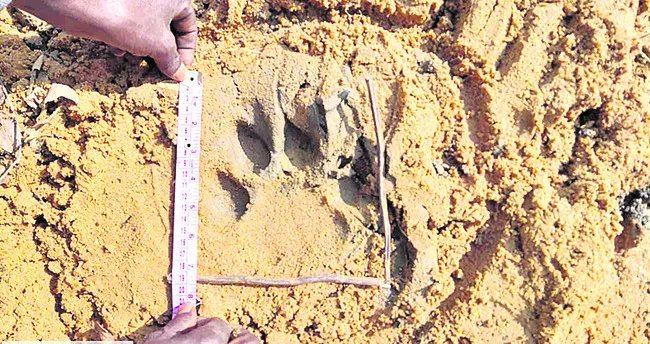 భీమారం అడవుల్లో   పెద్దపులి సంచారం 
