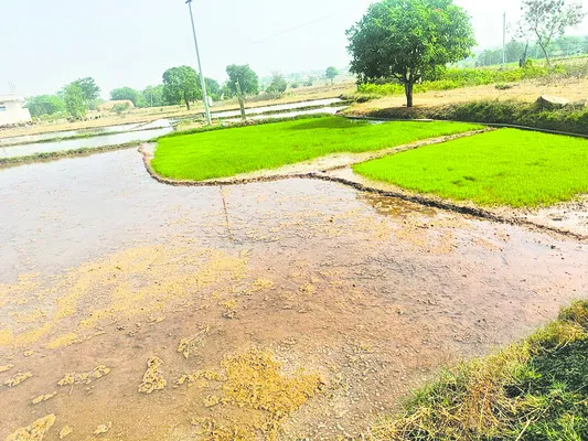 వరివైపే మొగ్గు