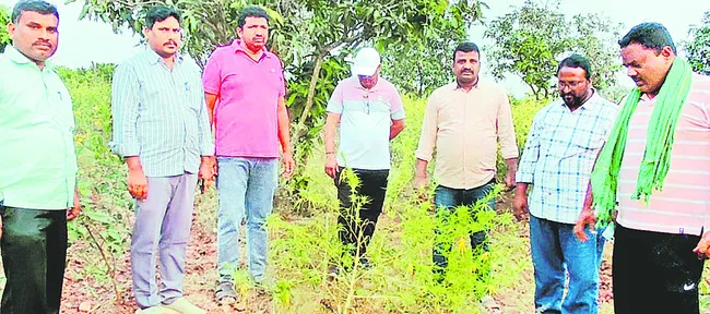 మామిడి తోటలో గంజాయి మొక్కలు 