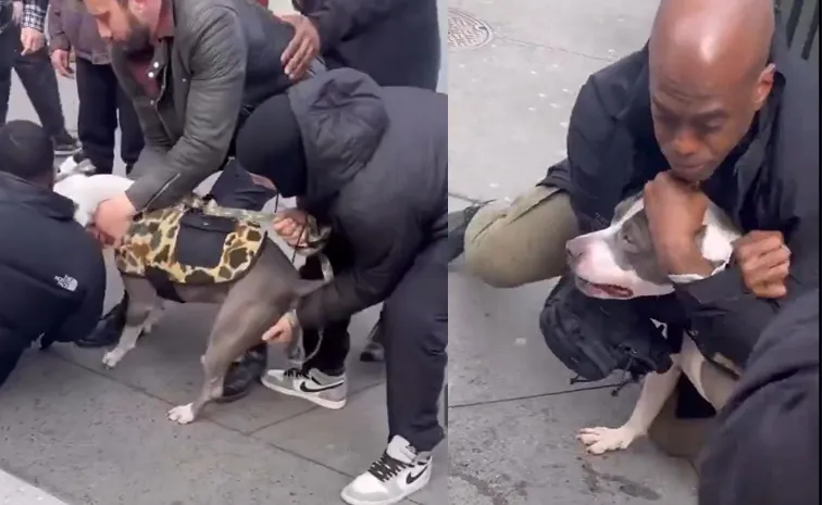 A pit bull-toddler on the streets of New York a bystander action goes viral