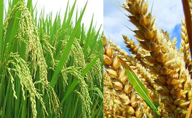 ఈ ఏడాది రబీ సాగు..భలే జోరు