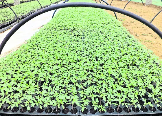 నకిలీ వి‘ప’త్తు! 