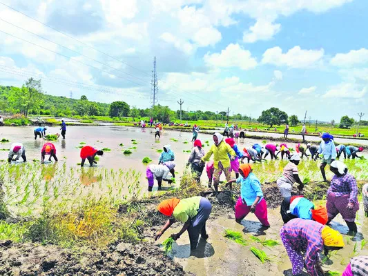 ● జోరుగా వరి నాట్లు 