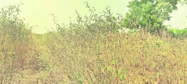 ‘కంది’పోయిన రైతు 