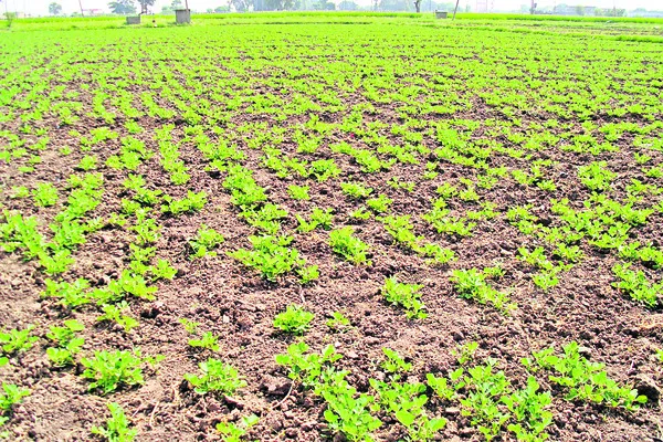 ● ఎర్రగుంట్ల, జమ్మలమడుగు మండలాలు మినహా... 
