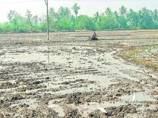మూడో పంటకు మంగళం! 