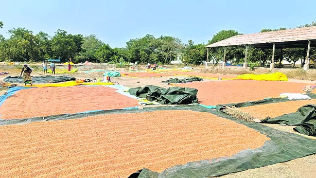 కంది రైతుల్లో కలవరం 