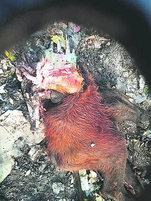 వీధి కుక్కల స్వైరవిహారం 