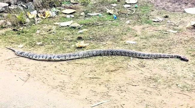 భారీ కొండచిలువ హతం 