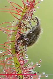 Carnivorous Plants Interesting Facts in Telugu