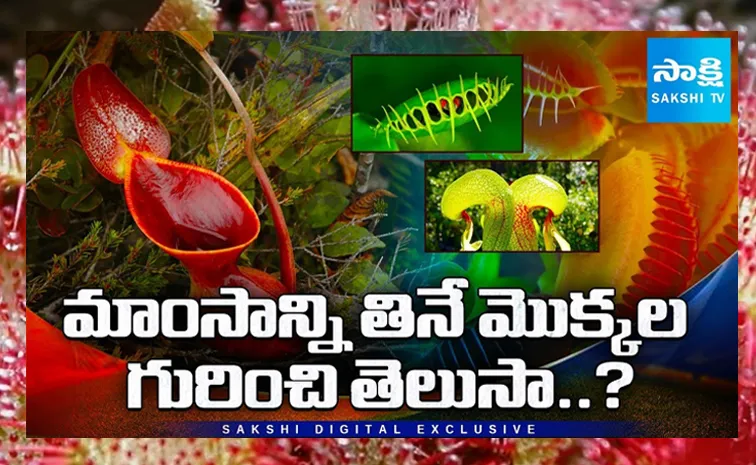 ఈ మొక్కలు వేటాడతాయి!