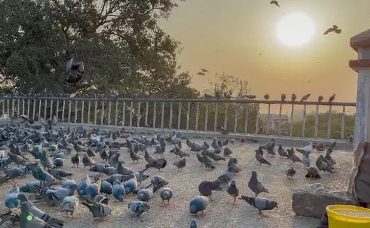 Mumbai Businessman To Pay Rs 5000 Fine For Feeding Pigeons2