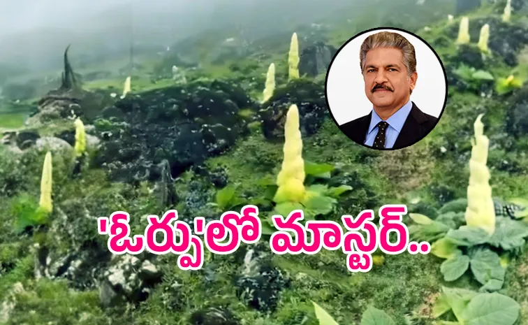 Anand Mahindras post about this rare Himalayan Sikkim Sundari6