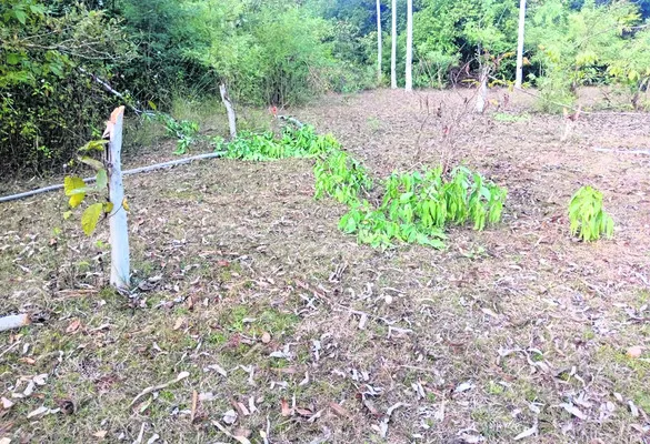 అటవీ ప్రాంతంలో జామాయిల్‌ చెట్ల నరికివేత 