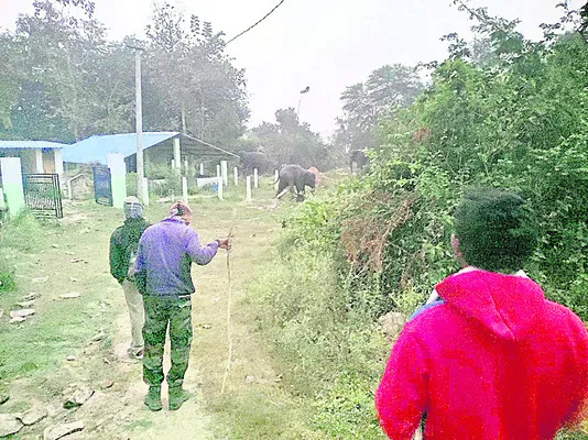 ఏనుగులతో భీతిల్లుతున్న ప్రజలు