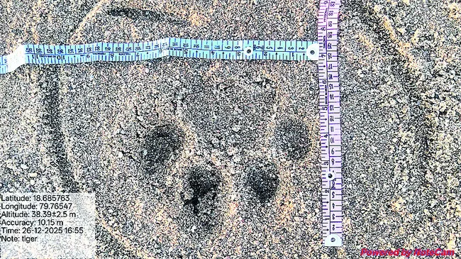 రూటు మార్చిన టైగర్‌