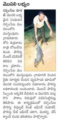పోరాట