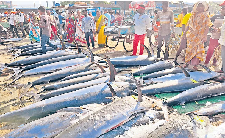 సిరుల ట్యూనా.. 'దళారులకేనా'?