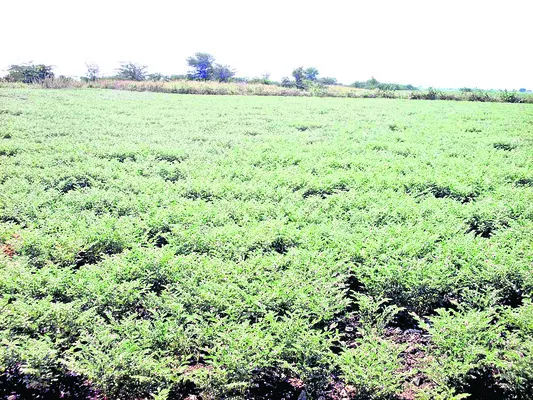 పప్పుశనగకు పచ్చపురుగు