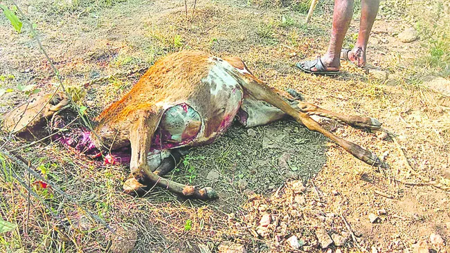 లేగదూడను చంపితిన్న చిరుత