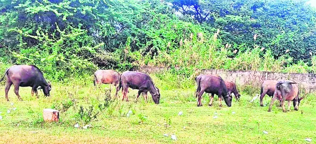 అన్నదాతకు ఆసరా 
