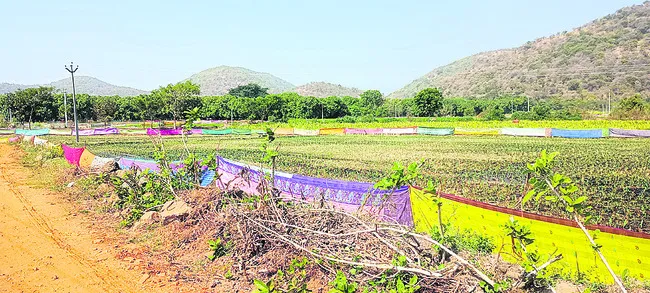 చేల చుట్టూ.. చీరకట్టు..