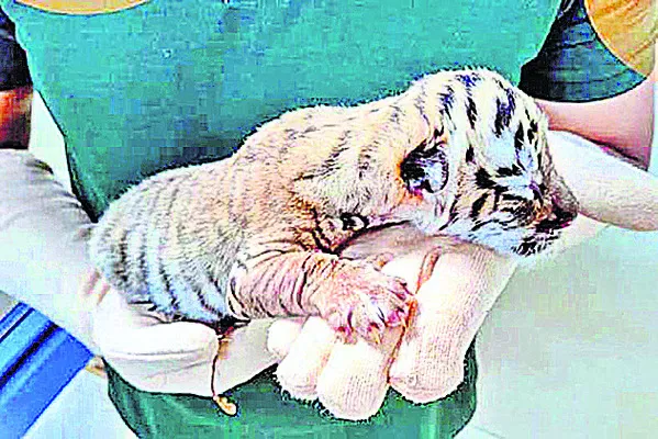 రెండు కార్లు ఢీ 