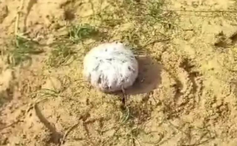 కామారెడ్డి జిల్లాలో బాంబుల కలకలం