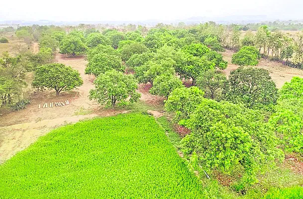 లక్షా 65 వేల హెక్టార్లలో తోటలు 
