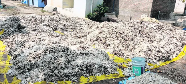 పత్తి దగ్ధం 