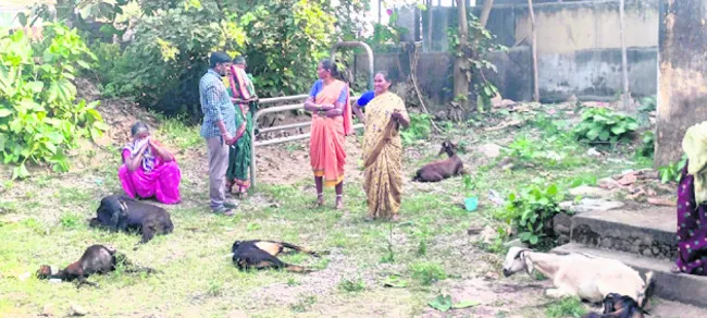 బగారా తిని మూడు మేకలు మృతి